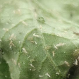 eggplant-aphids-1