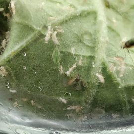 eggplant-aphids-3