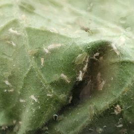 eggplant-aphids
