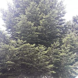 Fir tree with scale insects ARM EN Community