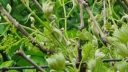 Grapevine phytotoxicity – tight serrated leaves ARM EN Community
