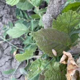 Hazelnut tree – yellow leaves and larvae ARM EN Community