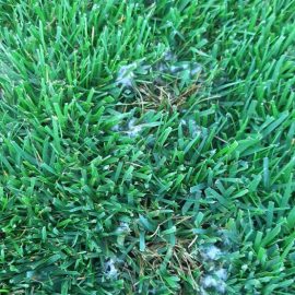 Lawn with white patches – what can I apply? ARM EN Community