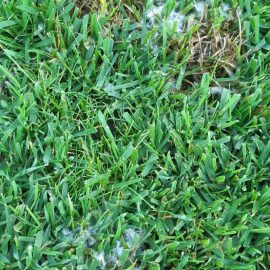 Lawn with white patches – what can I apply? ARM EN Community