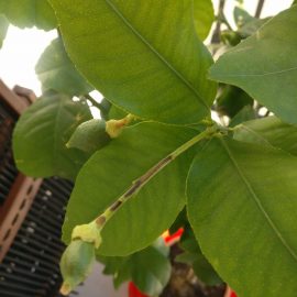 Lemon tree with sticky leaves ARM EN Community