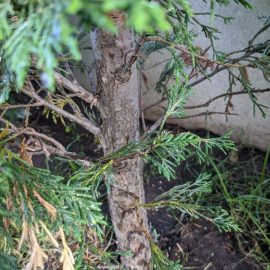 Leyland cypress – resin on trunk ARM EN Community