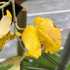Linden tree – why is wilting at two months after planting ARM EN Community