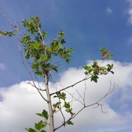 London plane tree – why it has yellow and brown leaves? ARM EN Community