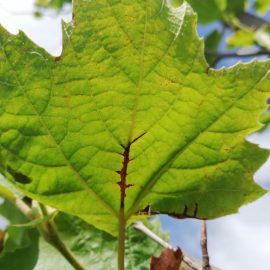 London plane tree – why it has yellow and brown leaves? ARM EN Community