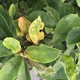 Magnolia powdery mildew treatment ARM EN Community