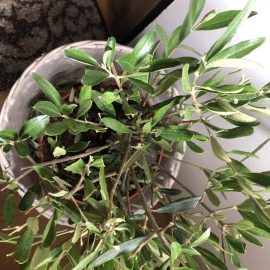 Olive tree – falling leaves ARM EN Community