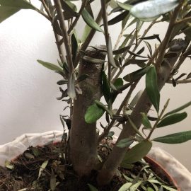 Olive tree – falling leaves ARM EN Community