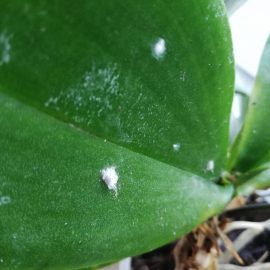 Orchid-mealybugs-2