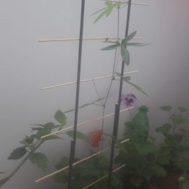 Passiflora – can I cut the main stem? ARM EN Community