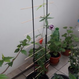 Passiflora – can I cut the main stem? ARM EN Community