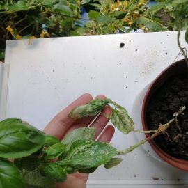 Potted basil attacked by pests ARM EN Community