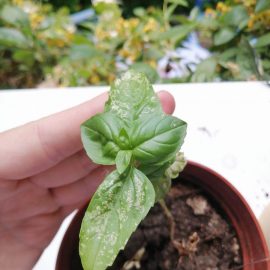 Potted basil attacked by pests ARM EN Community