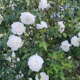 Roses – how do you treat rose leaf spots? ARM EN Community