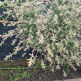 Salix integra hakuro with brown leaves ARM EN Community