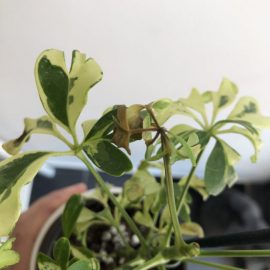 Schefflera Janine with browned leaves ARM EN Community