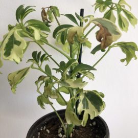 Schefflera Janine with browned leaves ARM EN Community