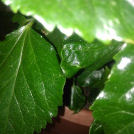 Shoeblackplant with sticky leaves ARM EN Community