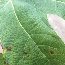 Spots on fig and peach tree ARM EN Community