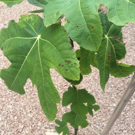 Fig-leaf-spots-01.jpg