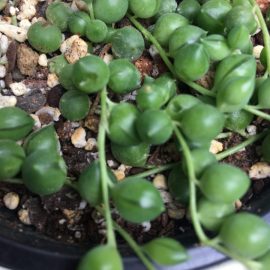Succulent plants – what can I apply against these worms? ARM EN Community