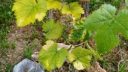 Treating a grapevine with yellowing leaves ARM EN Community