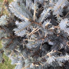 Treatment for silver spruce infested with caterpillars ARM EN Community
