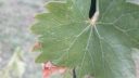 Vegetation period treatments for grapevine ARM EN Community