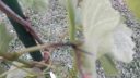 Vegetation period treatments for grapevine ARM EN Community