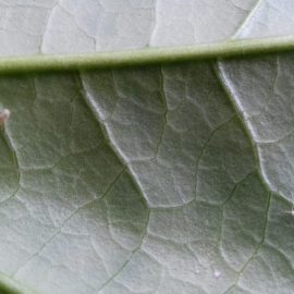 What pests are these on shoeblackplant leaves? ARM EN Community