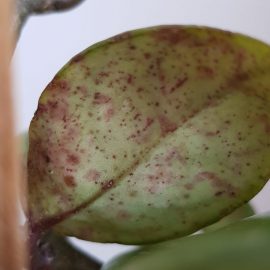 Why are there spots on hoya leaves? ARM EN Community