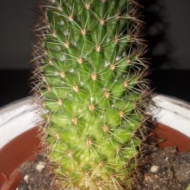 Why is my cactus yellowing and growing crooked ARM EN Community