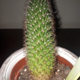 Why is my cactus yellowing and growing crooked ARM EN Community