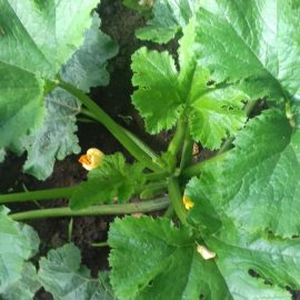 Zucchini – thrips or ladybird larvae? ARM EN Community
