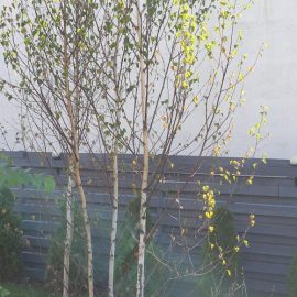 Birch tree – leaves turning yellow ARM EN Community