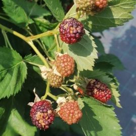 Blackberry bushes with spots on fruits ARM EN Community