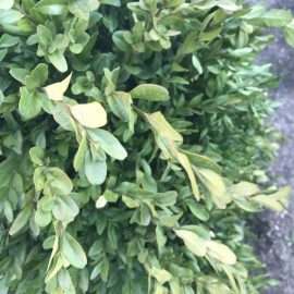 Boxwood – why is losing his colour? ARM EN Community