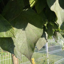 Catalpa sooty mold on leaves ARM EN Community