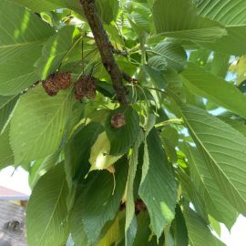 Cherry tree affected by fruit rot ARM EN Community