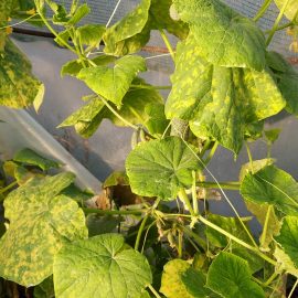 Cucumber – spots on leaves ARM EN Community