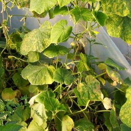 Cucumber – spots on leaves ARM EN Community