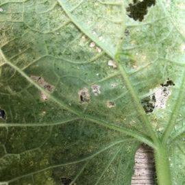 Cucumbers attacked by pests ARM EN Community