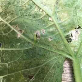 Cucumbers attacked by pests ARM EN Community