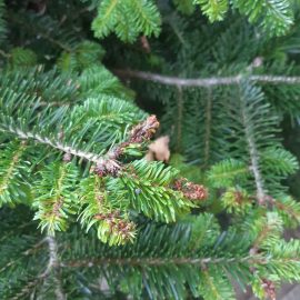 Fir tree -why are the tips of branches turning brown? ARM EN Community