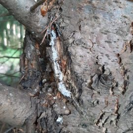 Fir tree with resin on trunk – it’s a disease? ARM EN Community