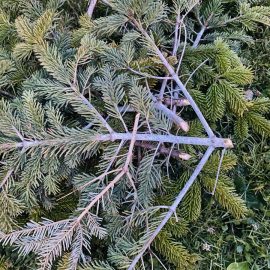 Fir tree with white branches ARM EN Community